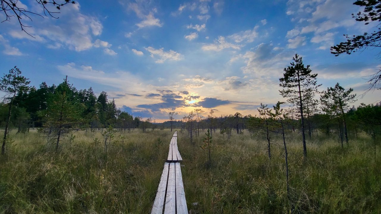 Pitkospuut kulkevat suon läpi kohti auringonlaskun värjäämää taivasta.