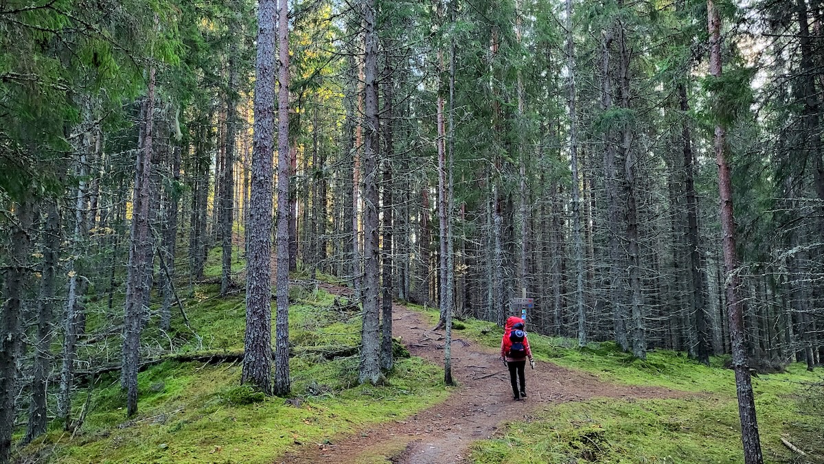 Nainen kävelee metsässä punainen rinkka selässään.