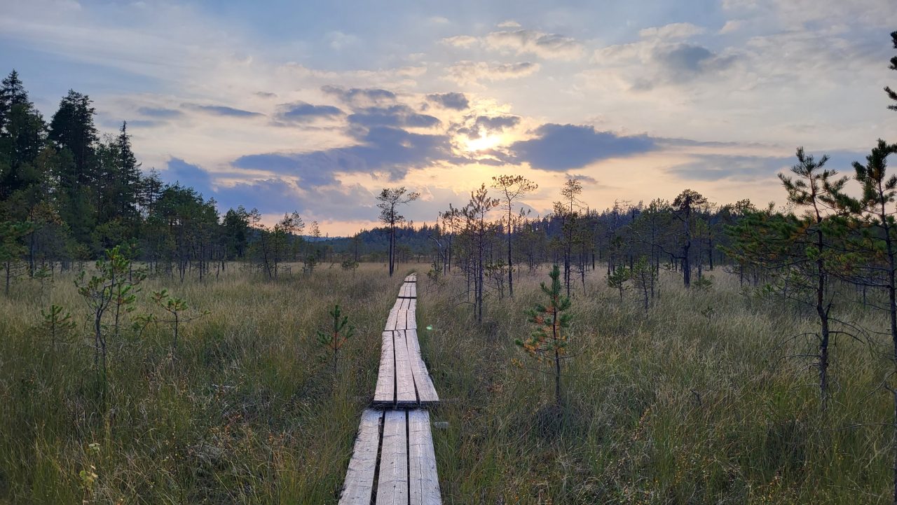 Pitkospuut kulkevat suon läpi kohti auringonlaskun värjäämää taivasta.