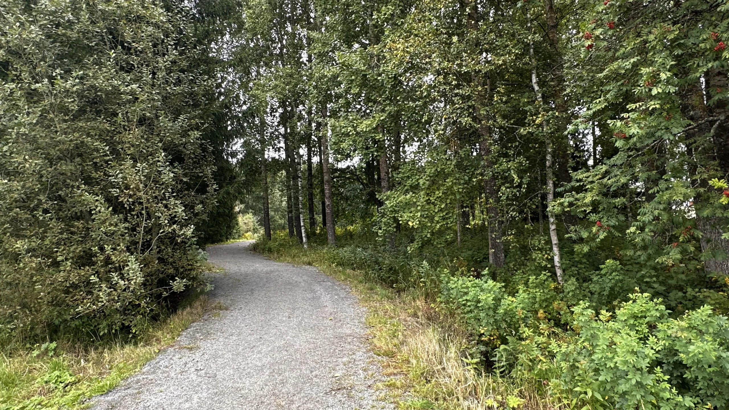 Kivituhkalla päällystetty 2 m leveä polku kulkee lehtometsän läpi.