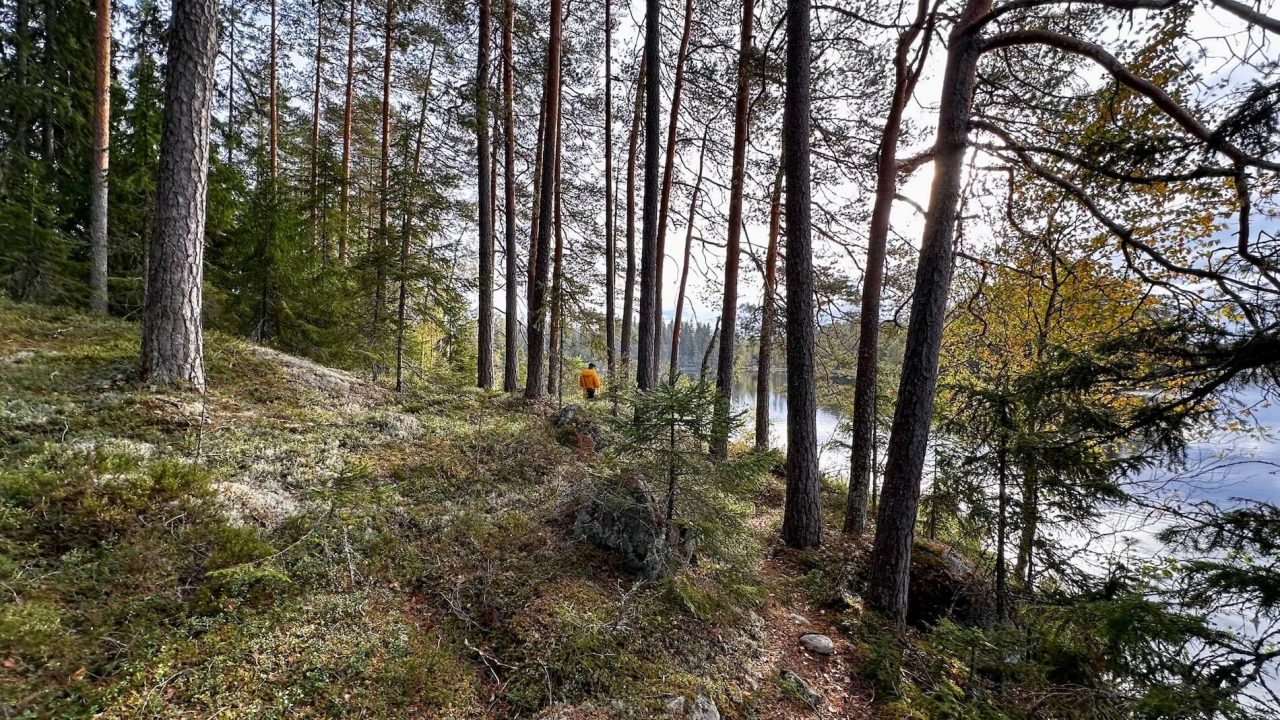 Mies kävelee metsäpolulla. Polku on niemen kärjessä ja oikealla puolella on järvi.