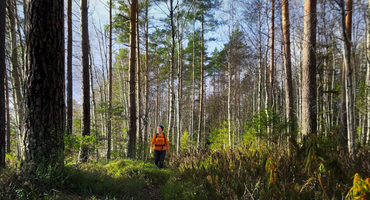 Kapea polku johdattaa sinut suomaiseman halki Kivijärven rengasreitillä.