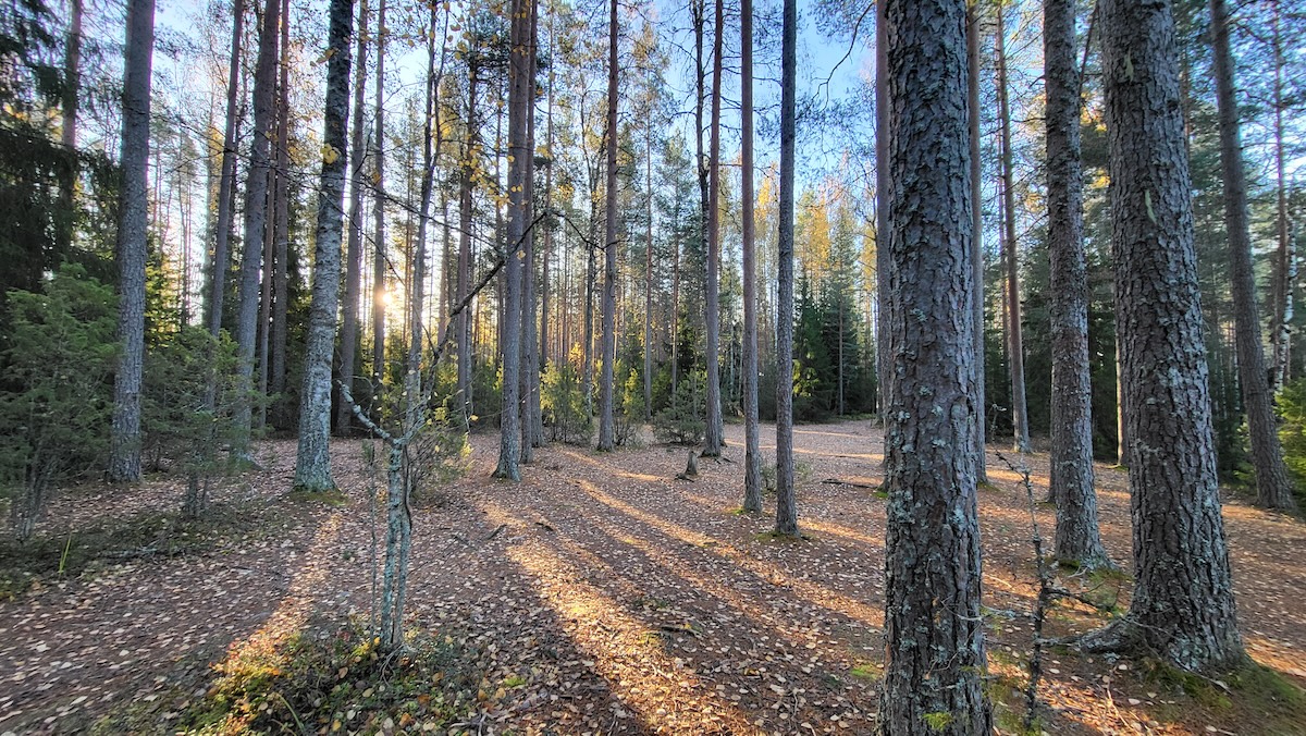 Mäntymetsä johon paistaa aurinko.