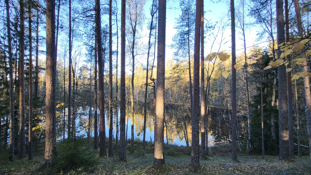 Suomaisema metsän keskellä.