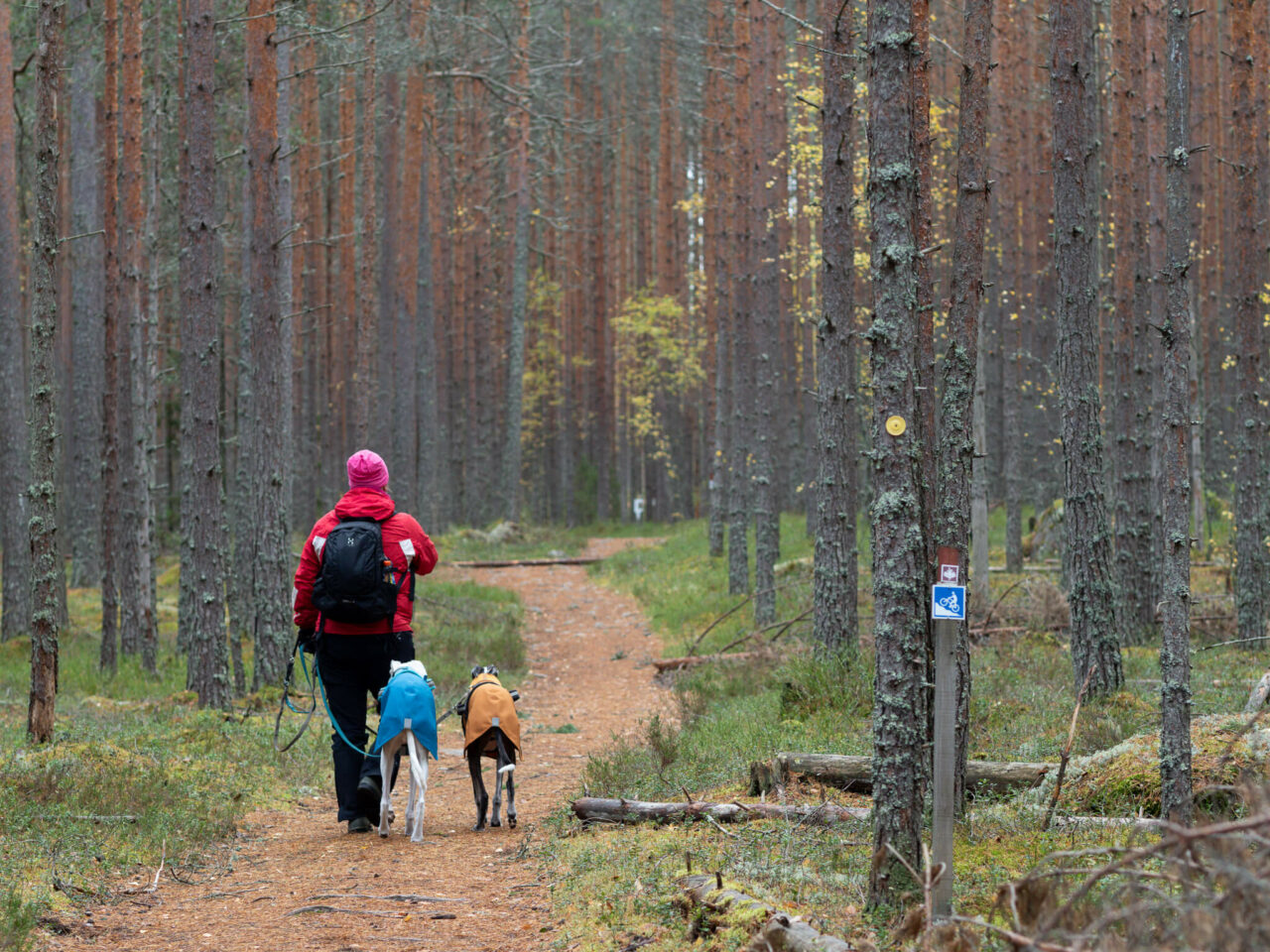 Nainen kävelee reppu selässä metsäpolulla. Vierellään kaksi koiraa, joilla on takit päällä.