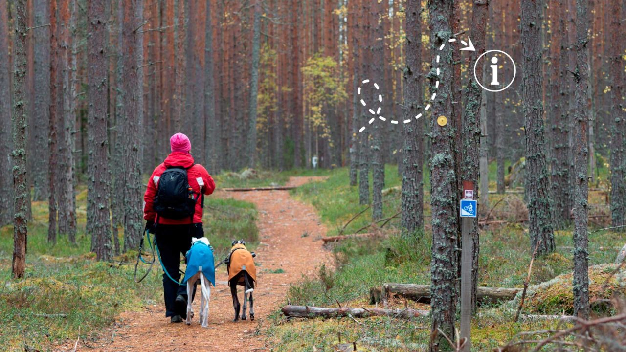 Nainen kulkee metsässä kahden koiran kanssa.