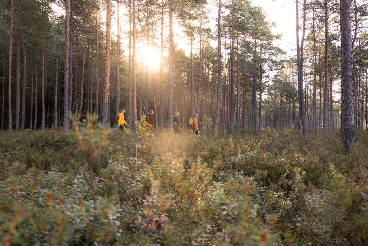 Neljä ihmistä ovat retkellä suoalueella, jonka takana on metsää.