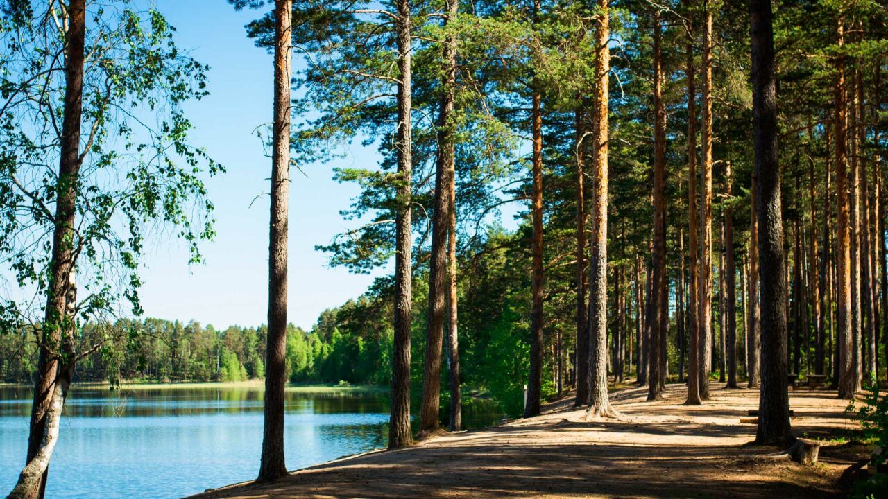 Hiekkaranta laskeutuu järveen. Mäntymetsä reunustaa uimarantaa.